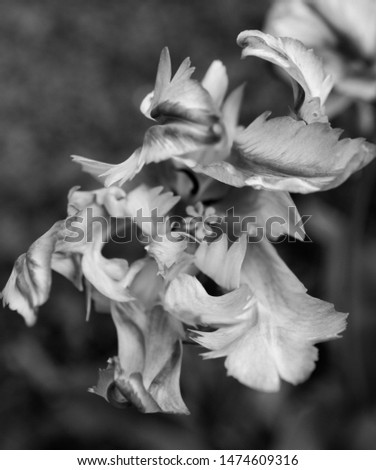 the parrot Tulip from the Botanical garden black-and-white image
