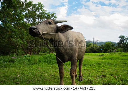 Thai buffalo is grown in bright green fields, at Phuket, Thailand.