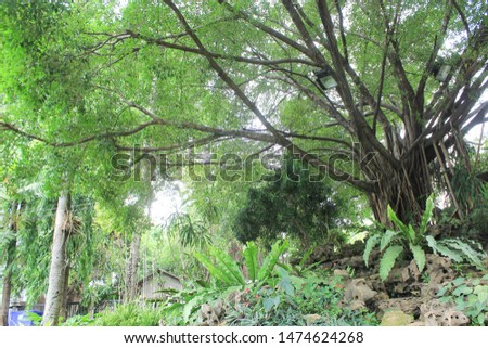 Big trees in the garden provide shade and have beautiful branches.