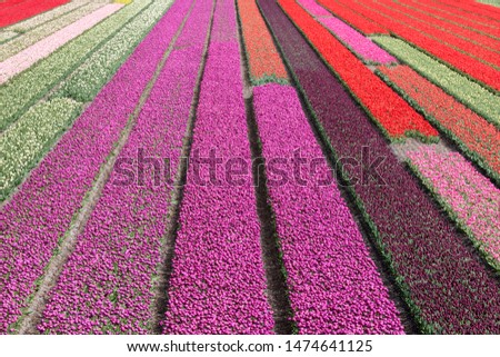 coloured fields of flowers, tulips, roses.