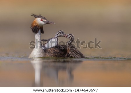 Great Crested Grebe in the lake during a hard day.