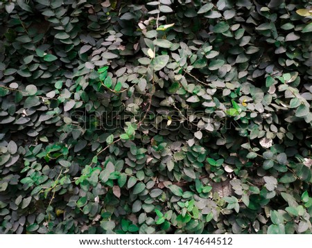 Green tree wall. leaf pattern background - image