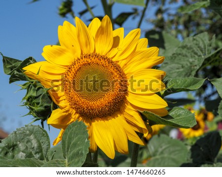 ripe sunflower head with green leaves