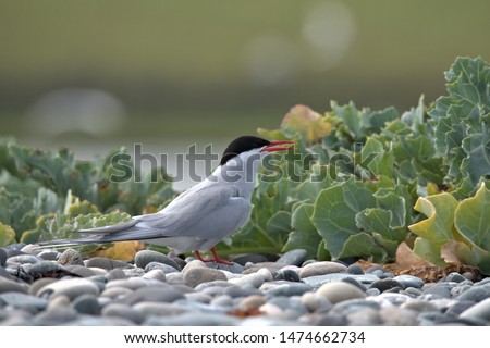 Sterna paradisaea, Arctic tern on a pebble beach with Sea kale .