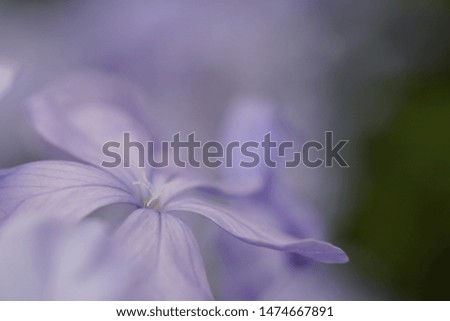 Close-up pictures of Plumbago auriculata on soft focus