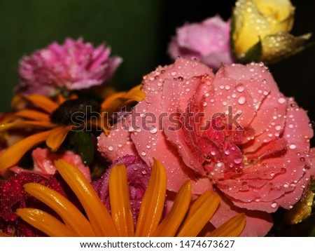 Water droplets on flowers - Close up photograph of water droplets on colorful flower petals. Selective focus on the center of the image. 