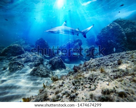 Underwater ocean background with a shark and sunbeams