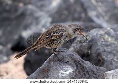 Floreana Mockingbird on a rock, Galapagos islands