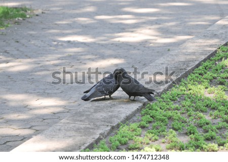 
a pair of pigeons walks in the park