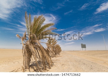 Beautiful landscape in desert Liwa. Amazing road on dune Moreeb in United Arab Emirates. Golden waves of sand. Nature  safari panorama. Travel view. 