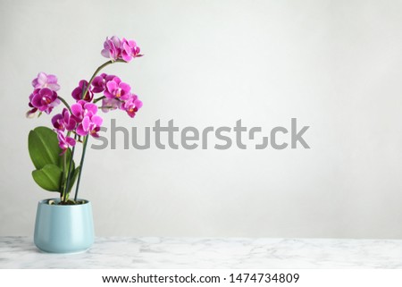 Beautiful tropical orchid flower in pot on marble table against light background. Space for text Royalty-Free Stock Photo #1474734809