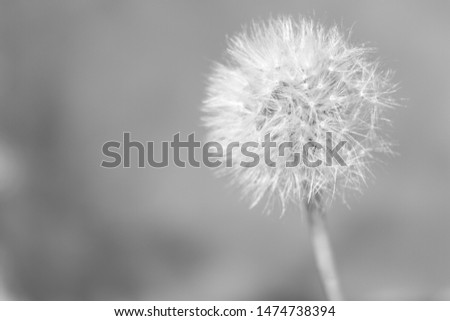 Black and White dandelion background picture 