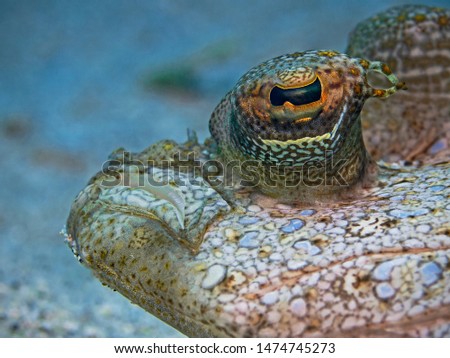 Underwater portrait of a leapard flounder.