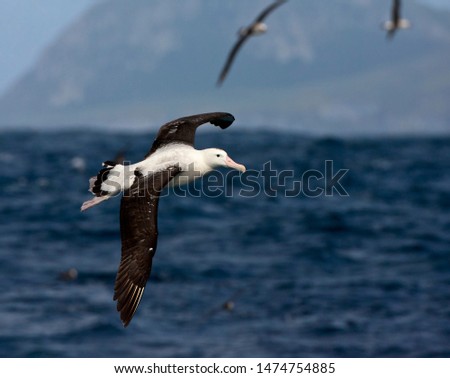 Adult of the critically endangered Tristan Albatross (Diomedea dabbenena) in flight at sea off Gough island. Other seabirds in the background. Royalty-Free Stock Photo #1474754885