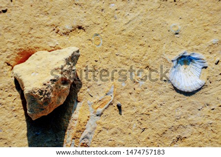 picture of clams fossil embedded in limestone in a beach in Malta gozo  