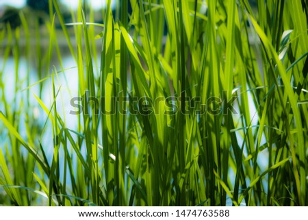 Background of stems of cattail on a background of blue sky. Summer. Sunny day. The coastal aquatic plant grows wild along the muddy shores of rivers, lakes, ponds, old ladies, canals and reservoirs, a