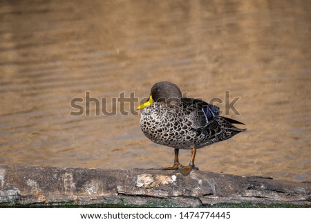 Yellow Billed Duck on the branch of a dead tree.