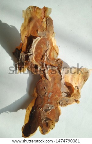 Old and dry tree bark isolated on white background