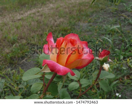 Garden rose blooms in the park