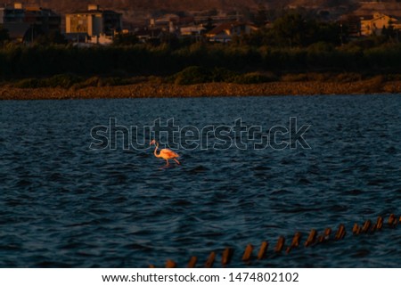Flamingos in their natural habitat