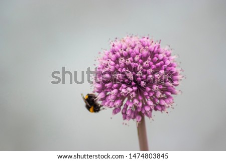 Violet Dandelion flower on a blurred background.