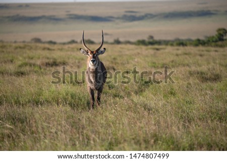 front on view of a male water buck in the Masai Mara national park
