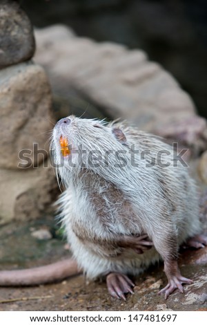 Portrait of a nutria with tooth