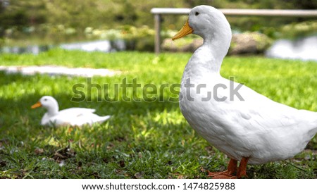 White ducks on green grass