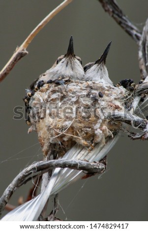Baby Hummingbirds in their Nest