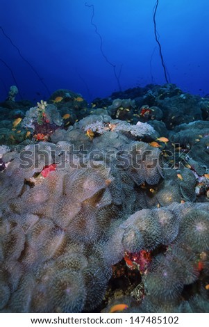 SUDAN, Red Sea, U.W. photo, soft corals