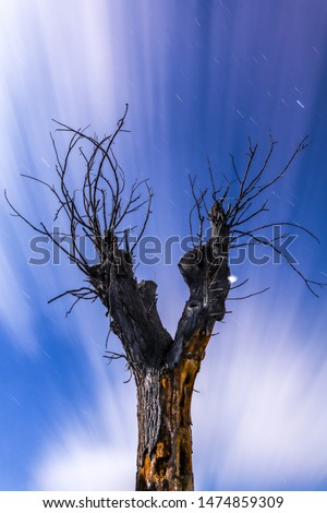 Amazing tree with long exposure  (15min)