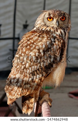 Close up of an eurasian eagle-owl (Bubo bubo)