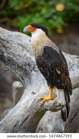 Adult Male Northern Crested Caracara (Caracara cheriway) Perching on a Tree Trunk