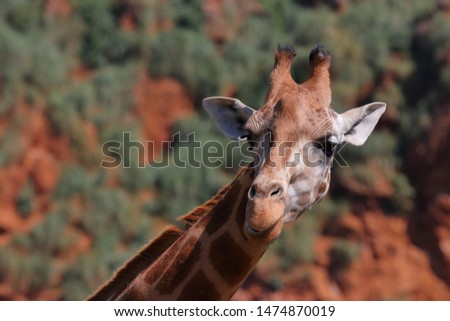 close up of an adorable giraffe walking on the plain