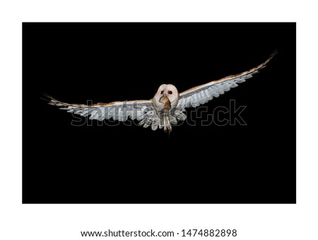 A barn owl (Tyto alba) carries a mouse in its peak to feed its chicks