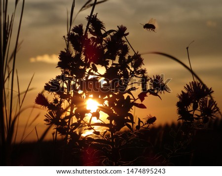 Busy bee flying in silhouette against the sunset 