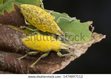 close up shot of yellow dust weevil