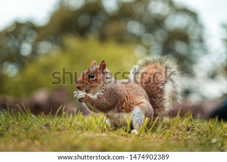 Cute little squirrel in the park with a pigeon surrounded.