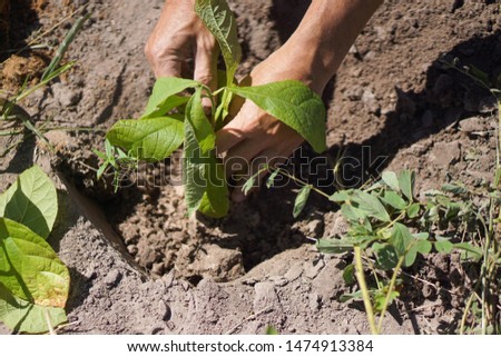 Two hands of the men was carrying a bag of potting seedlings to be planted into the soil.