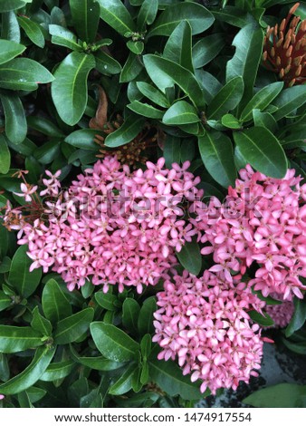 the close up image of rich green leaves and pink flowers