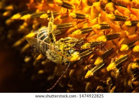 A darker picture of a honey bee on a sunflower.