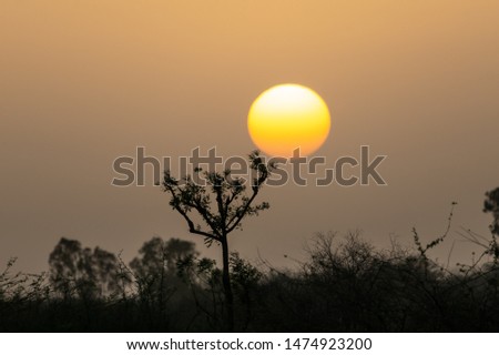 Sunrise with tree in Bera, Rajasthan, India