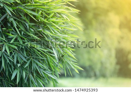 The green bamboo on the shallow depth of field background and the golden yellow artificial light from the side.