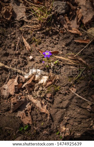 First flower to bloom in the early spring time called "Hepatica" purple petals. March or April, Lithuania 