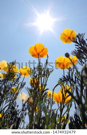 Yellow flowers against the blue sky. Escholzia California