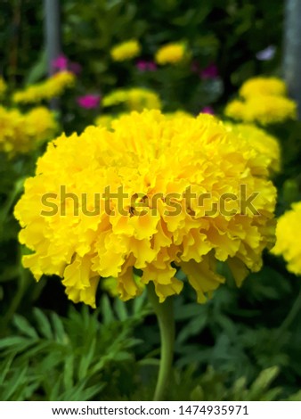 Marigold,yellow flower,marigold tree,orange marigold,flowers,marigold petals Royalty-Free Stock Photo #1474935971