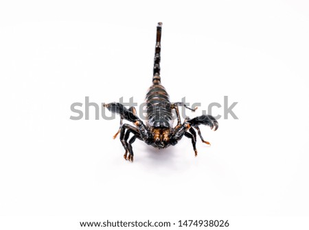 Close up  of scorpion on white background.
