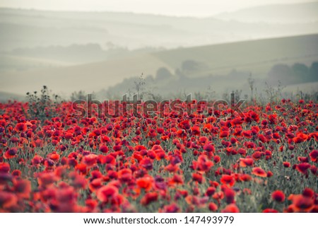 Beautiful Summer sunrise countryside field of poppies landscape with differential focus and shallow depth of field
