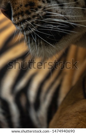 yellow tiger side mouth nose