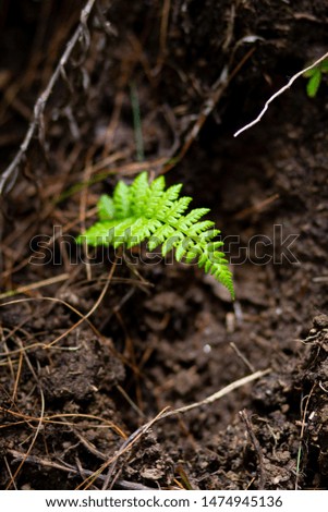 New Born Fern in the Forest of Bhutan